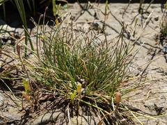 Isolepis cernua