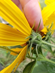 Helianthus giganteus