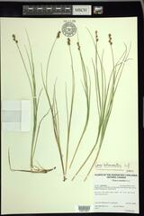 Carex heleonastes