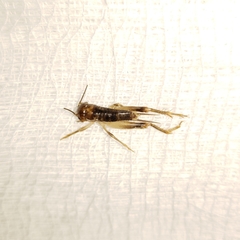 Anurogryllus arboreus