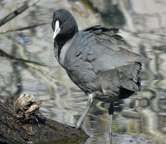 Fulica atra australis
