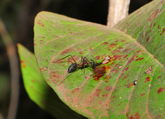 Camponotus lespesii