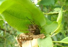 Eriophora