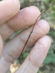 Emesaya brevipennis