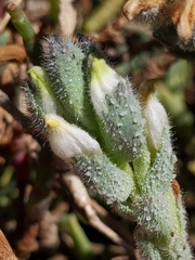 Chloropyron maritimum