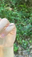 Emesaya brevipennis