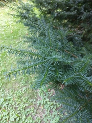 Taxus