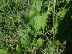 Cnidoscolus angustidens