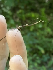Emesaya brevipennis