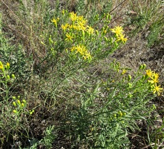 Senecio spartioides