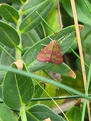 Pyrausta laticlavia