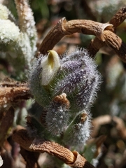 Chloropyron maritimum