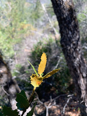 Quercus chrysolepis