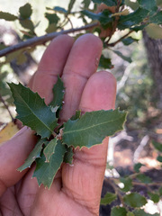 Quercus chrysolepis