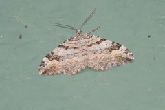 Xanthorhoe
