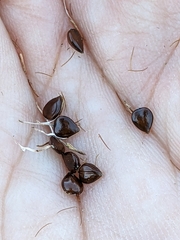 Bolboschoenus maritimus paludosus