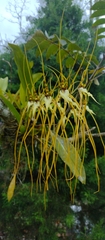 Brassia