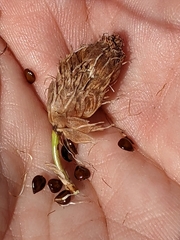Bolboschoenus maritimus paludosus