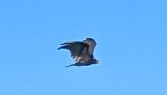 Cathartes aura