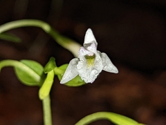 Triphora trianthophoros trianthophoros