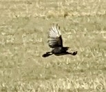 Cathartes aura
