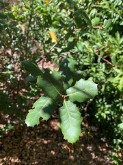 Quercus wislizeni frutescens