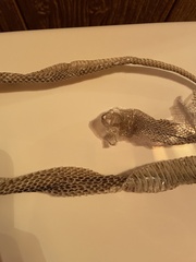 Pantherophis alleghaniensis