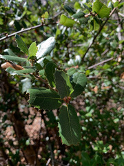 Quercus wislizeni frutescens
