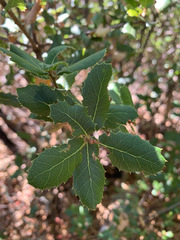 Quercus wislizeni frutescens