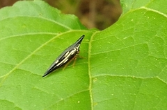 Polyglypta costata