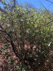 Quercus wislizeni frutescens