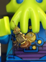 Bactrocera bancroftii