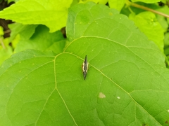 Polyglypta costata