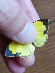 Eurema mandarina