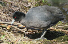 Fulica atra australis