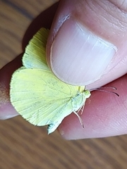 Eurema mandarina