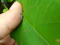 Polyglypta costata