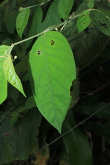 Solanum schlechtendalianum