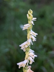 Spiranthes vernalis