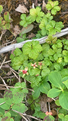 Rubus pedatus