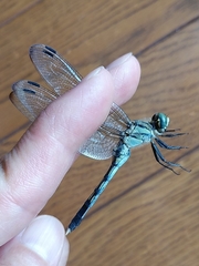 Orthetrum albistylum speciosum