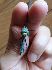 Orthetrum albistylum speciosum