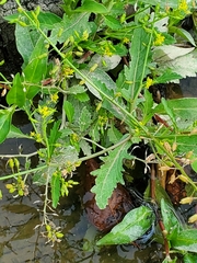 Rorippa