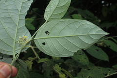 Solanum schlechtendalianum