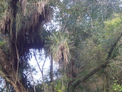 Aechmea distichantha