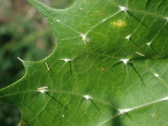 Cnidoscolus angustidens