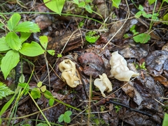 Helvella crispa