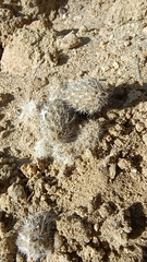 Pterocactus valentini