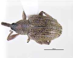 Curculionidae