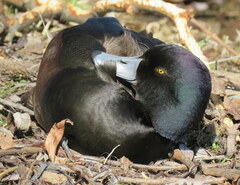 Aythya novaeseelandiae